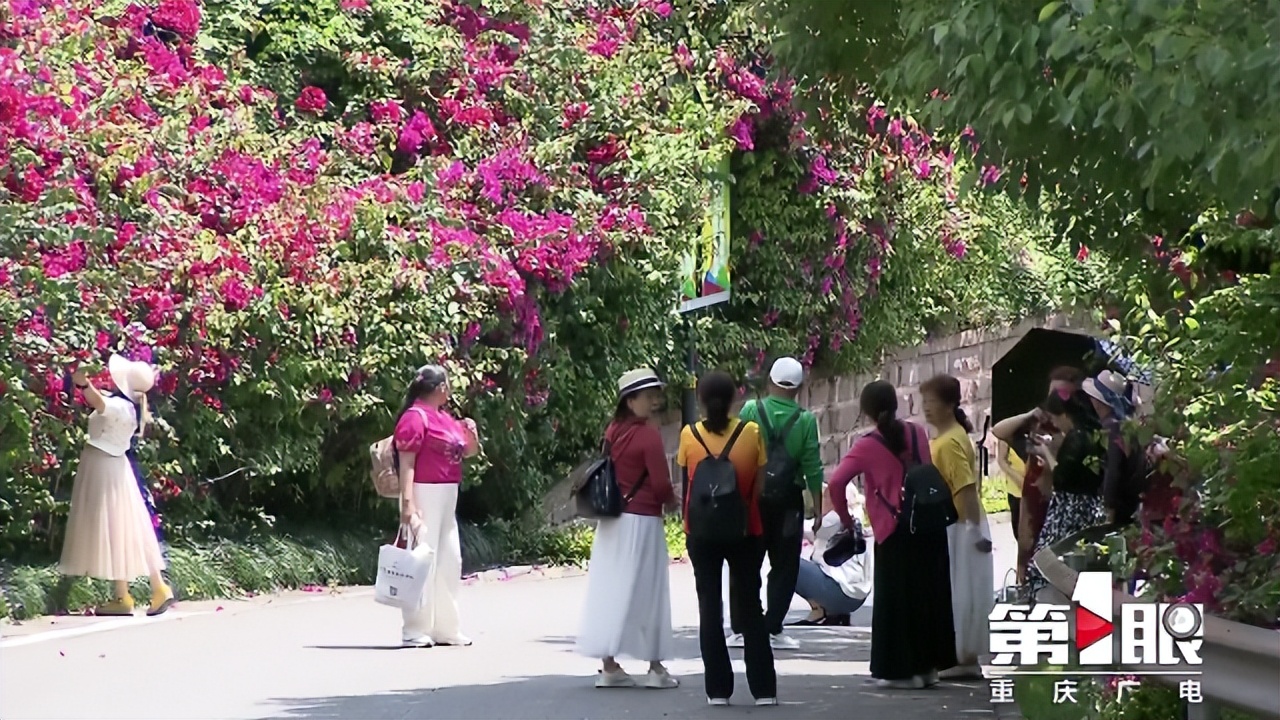 期待已久的三角梅绚丽多彩,街边的红紫三角梅艳丽开放