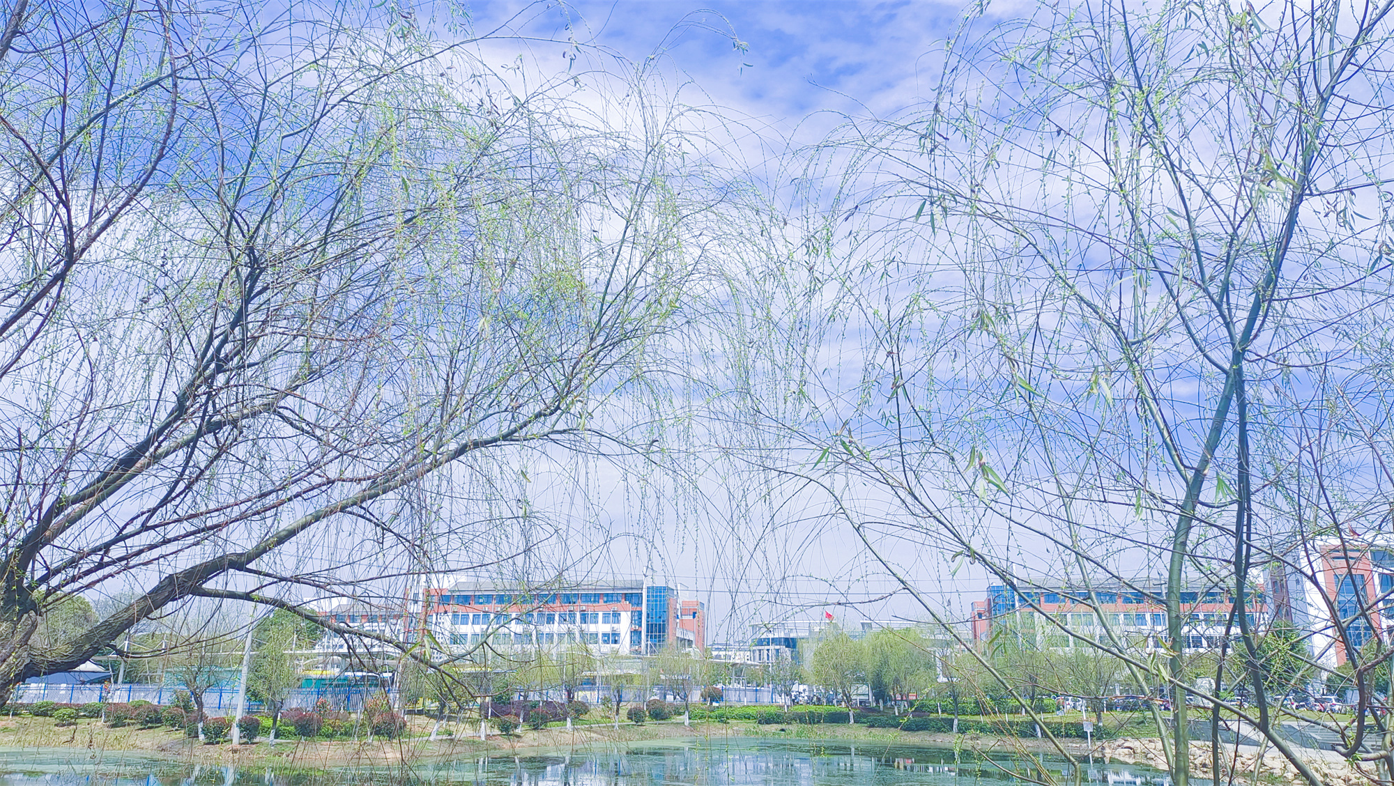 美丽吉安之风光系列：春天的柳树婀娜多姿美丽动人