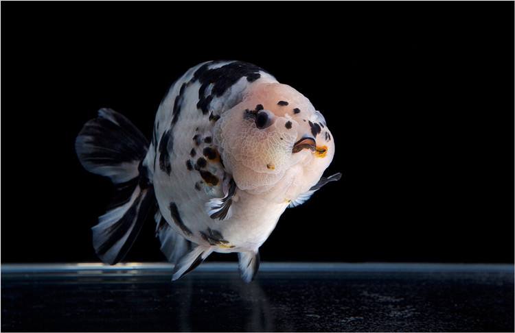 鱼缸大饲养密度小兰寿金鱼能活吗,兰寿金鱼饲养照明灯有必要吗