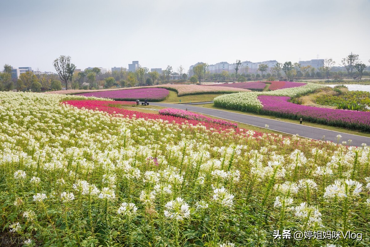 杭州径山花海景区,2月份杭州小众旅游攻略