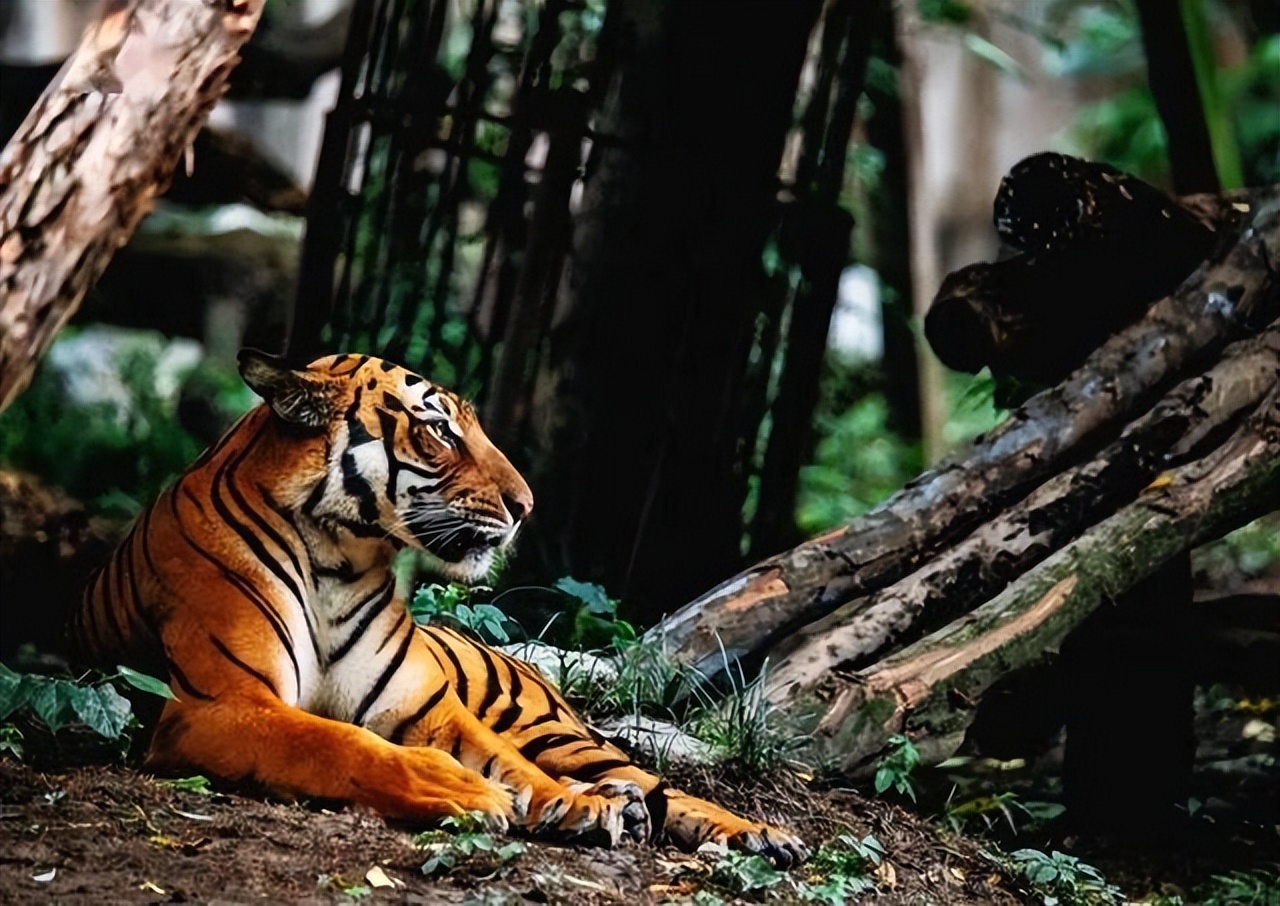 19年前，中国送到非洲放养的5只华南虎，如今还剩几只？回国了吗