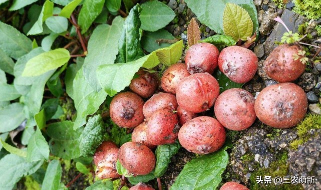 家乡的野果香甜可口,自家种的奇异果味道特别好吃