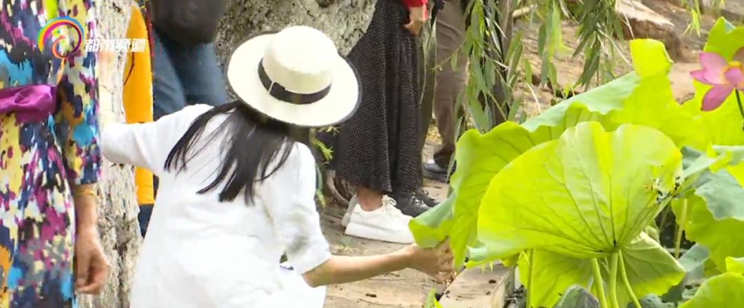 精心打扮出去拍照,大观公园荷花拍照技巧