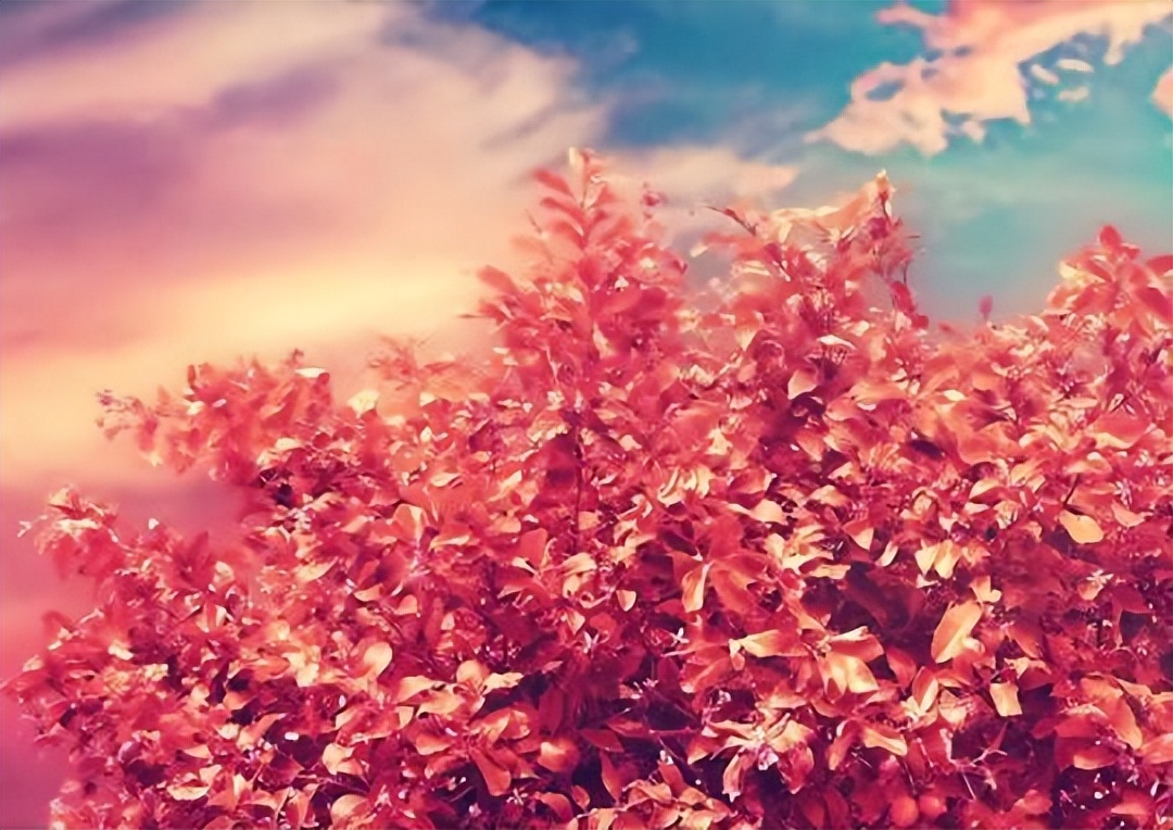 没有生儿子的人后悔吗,没有生儿子的真实感受