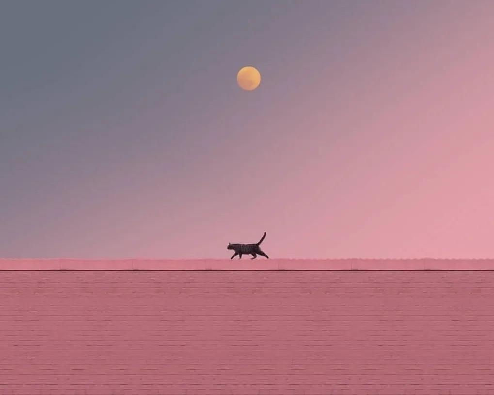 懦弱文案,关于懦弱的文案