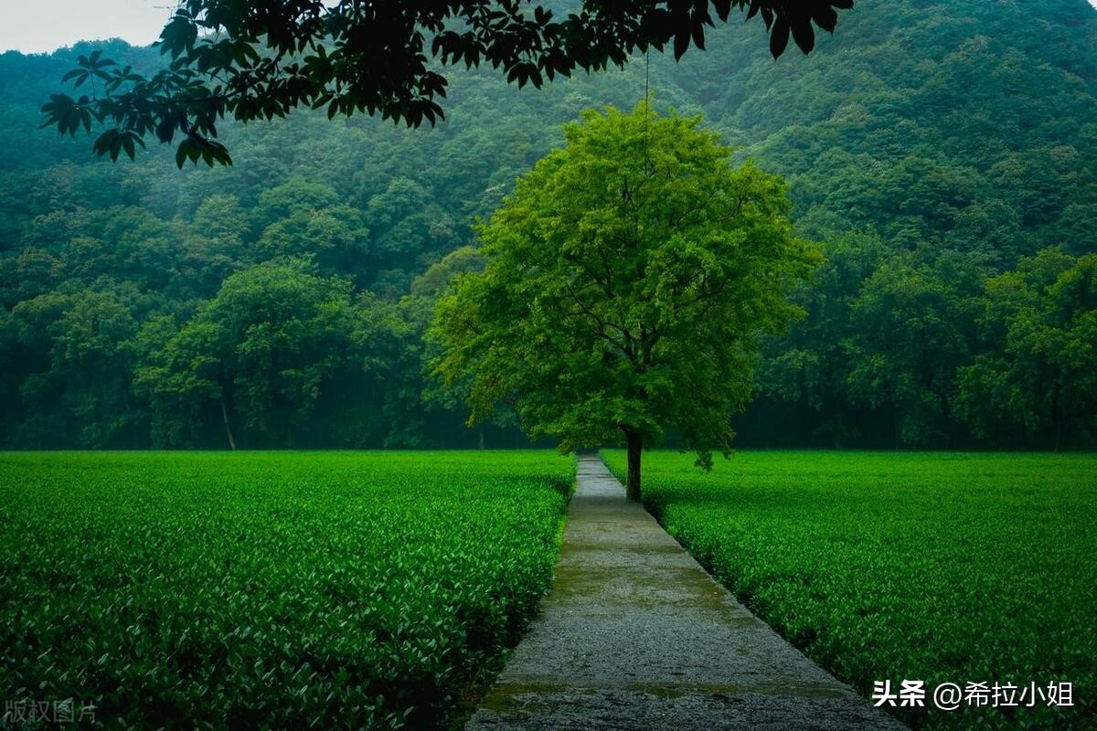 杭州新西湖十景更适合游览哪一景,杭州西湖新十景游玩攻略