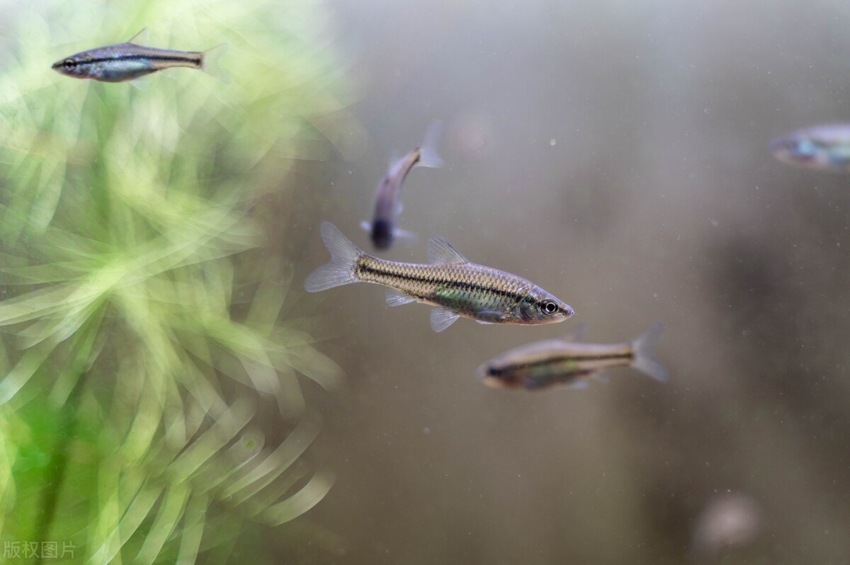 麦穗鱼是卵生还是胎生,麦穗鱼卵生还是胎生