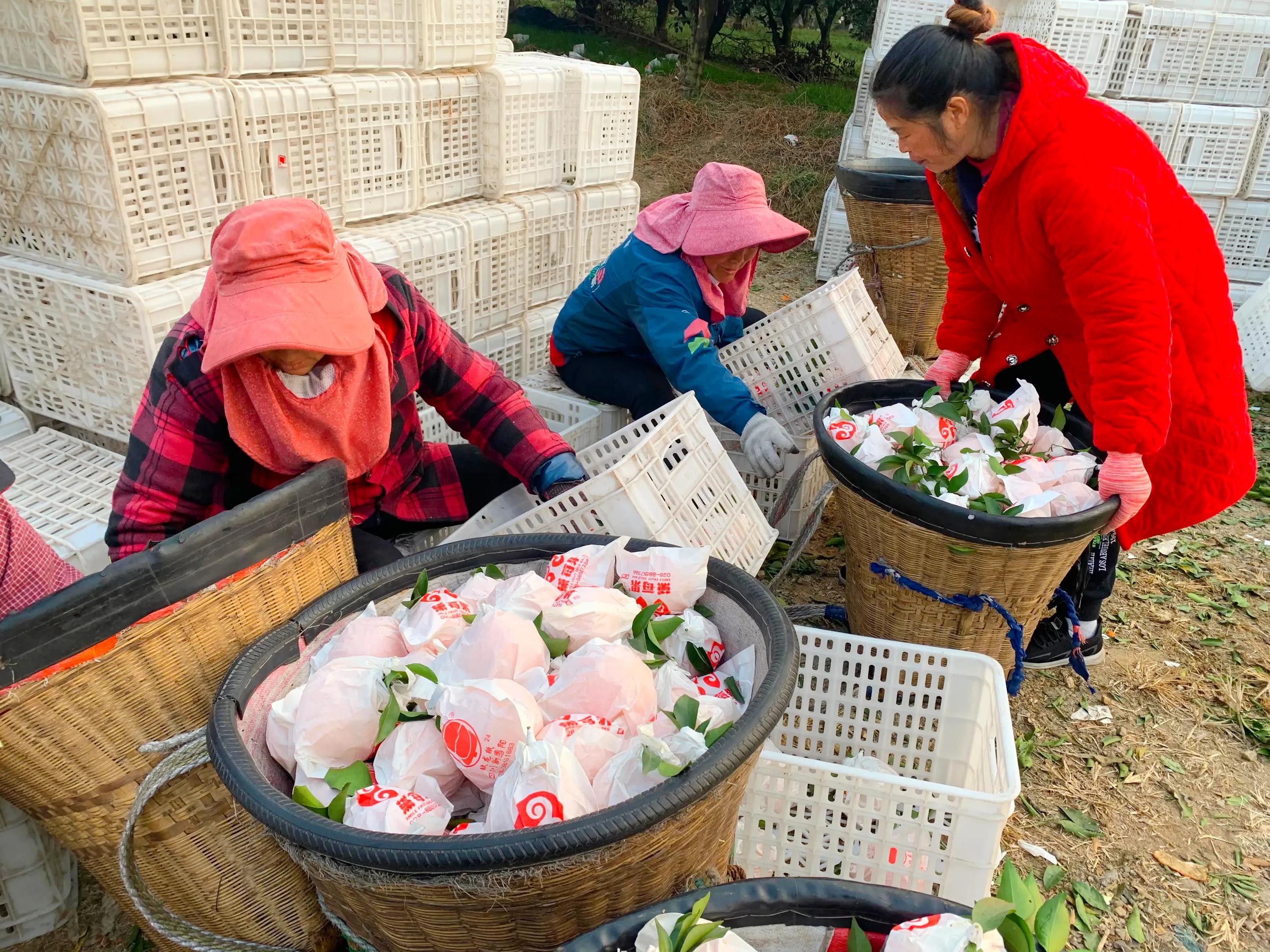 柑橘购买与销售,柑橘买卖