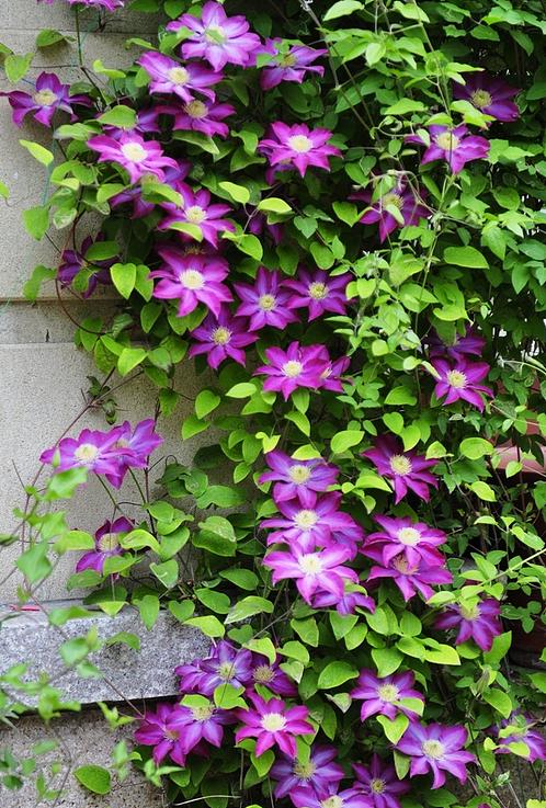 零下10度什么花冻不死,冬天不怕冷的花和植物