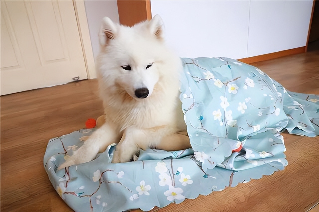 萨摩耶掉毛特别严重怎么回事,萨摩耶夏天掉毛快秃了