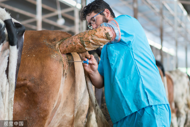 母牛难产后用什么药,母牛难产脱离胎盘的方法