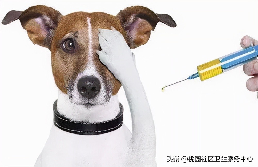 不小心被狗刮伤了怎么办,不小心被狗狗抓伤怎么办