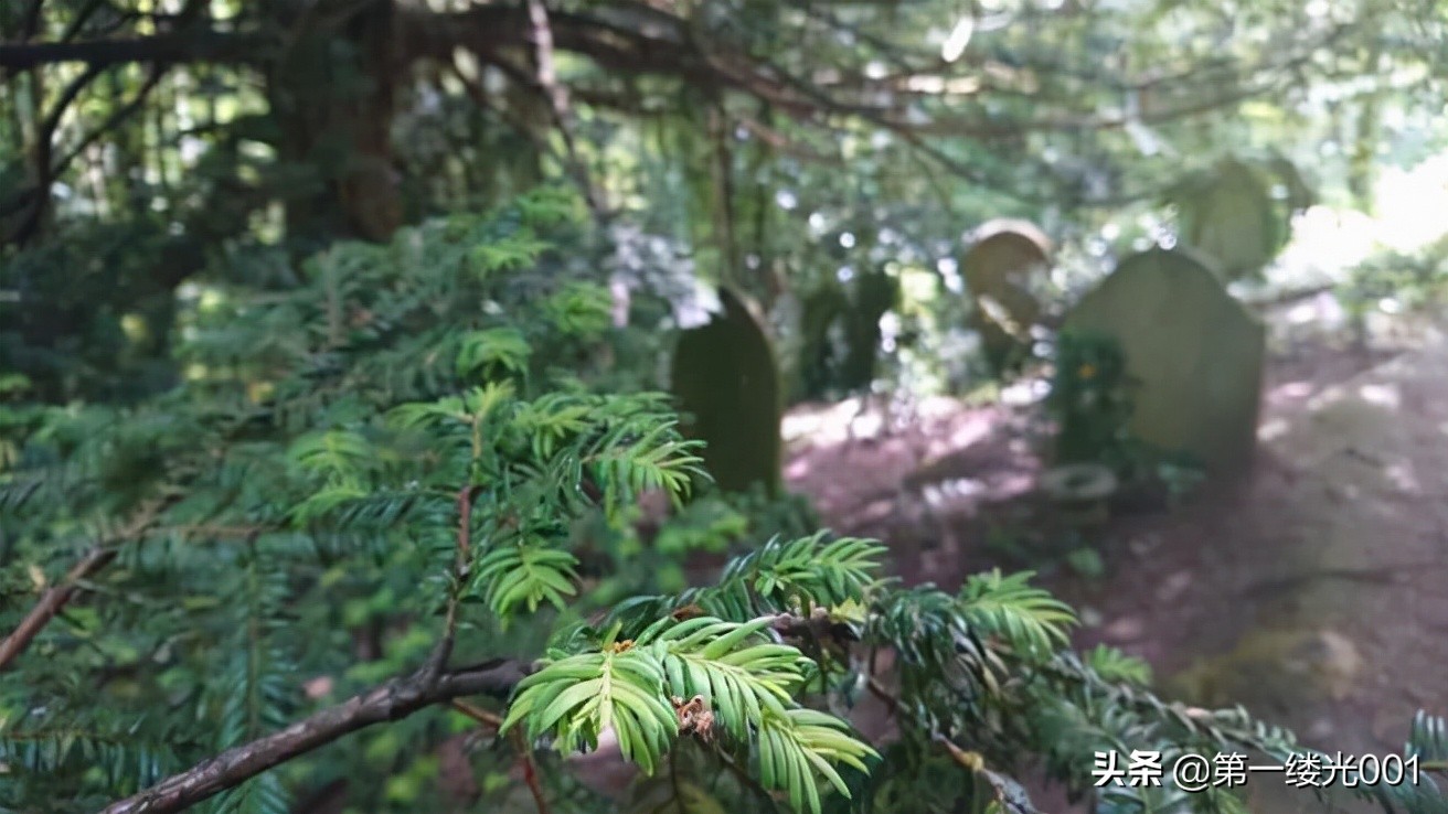 红豆杉是死亡之树能种家里吗,红豆杉为什么突然生长