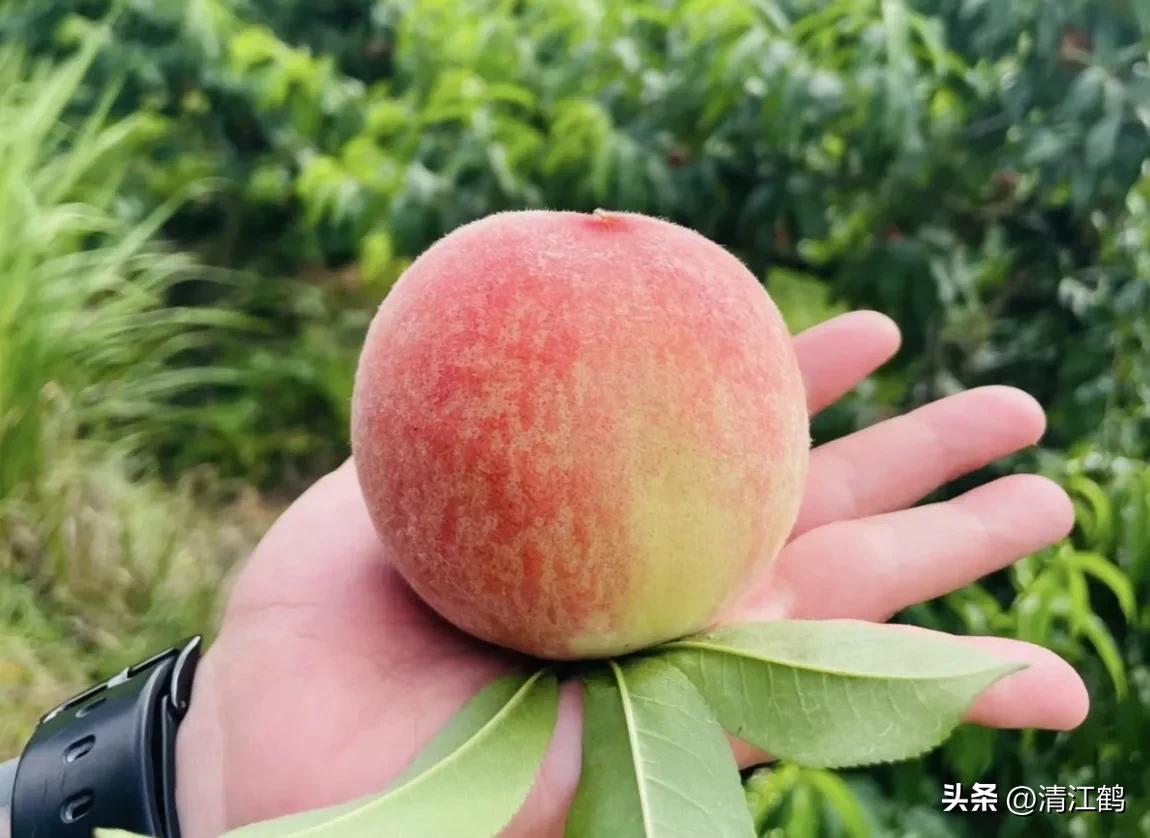 冬桃裂果是什么原因,冬桃烂心咋回事