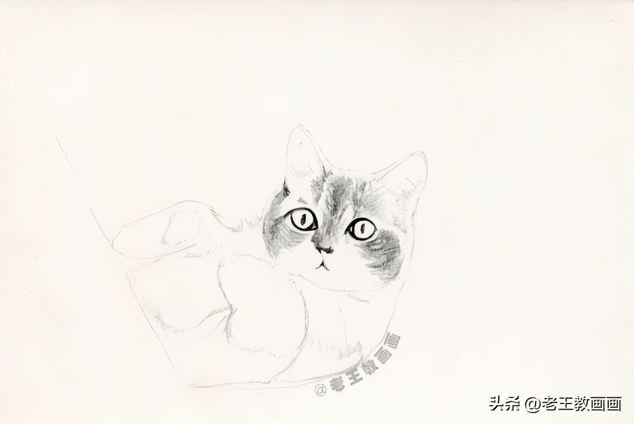 彩铅零基础入门学画猫咪,彩铅画教程入门零基础猫咪