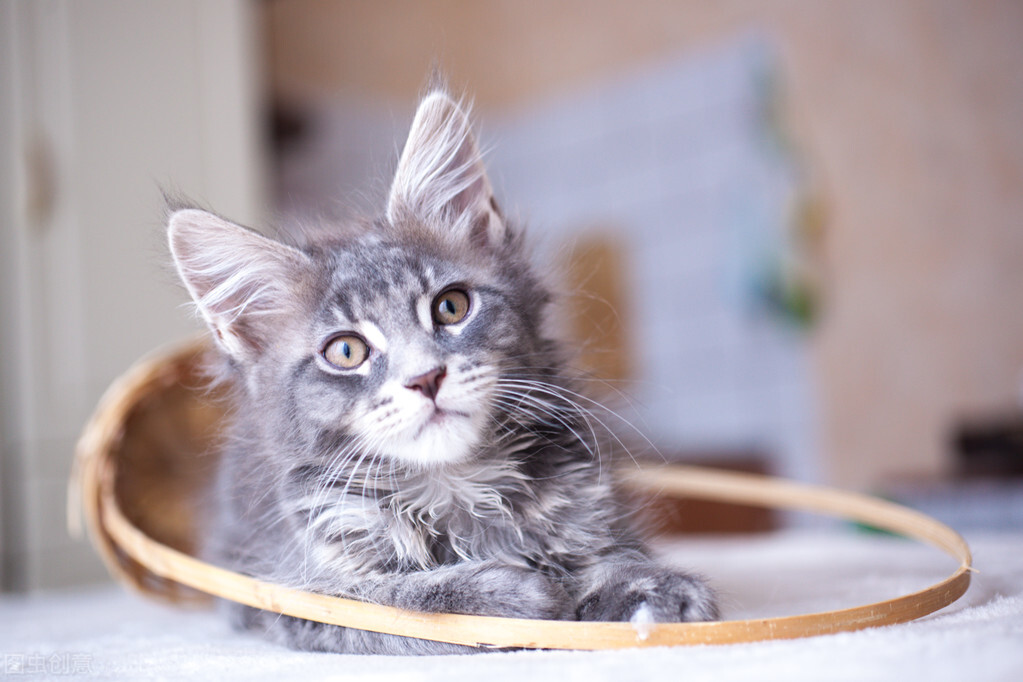 猫咪呕吐拉稀怎么办？五招教你搞定它