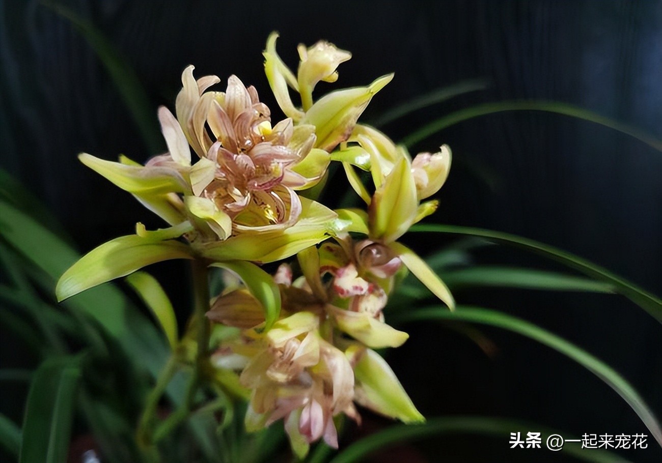 11-12月份开花的兰花是什么兰花,什么样的兰花好养并且花好看且香