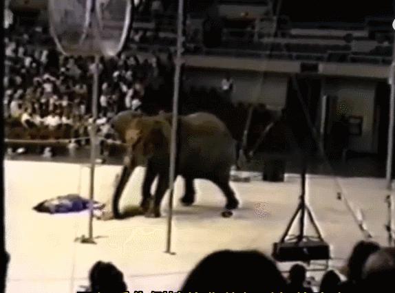 泰国大象发怒伤人视频,泰国大象杀死主人后逃走