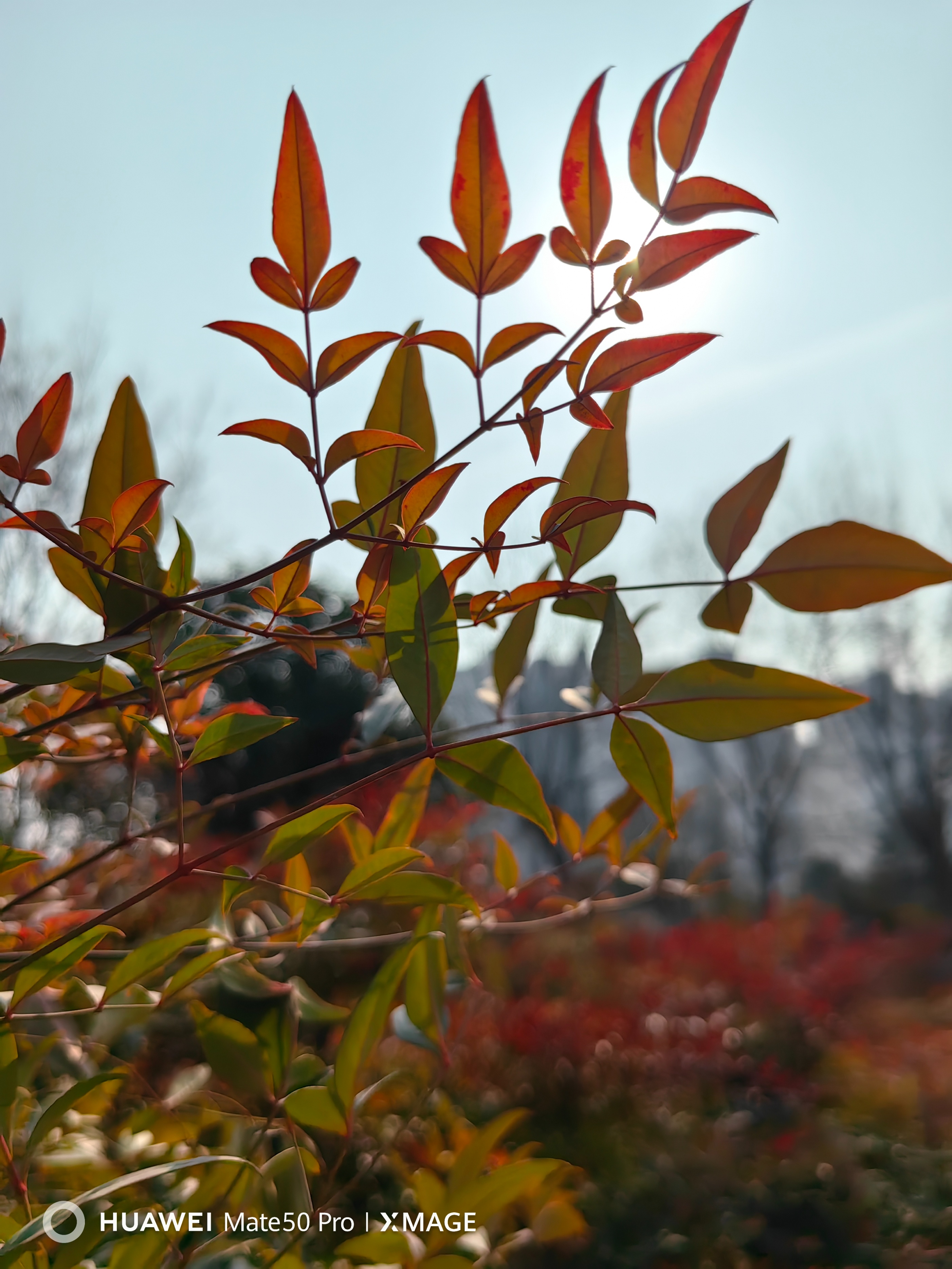 华为mate50pro为什么不用徕卡,华为mate50pro不用徕卡了吗