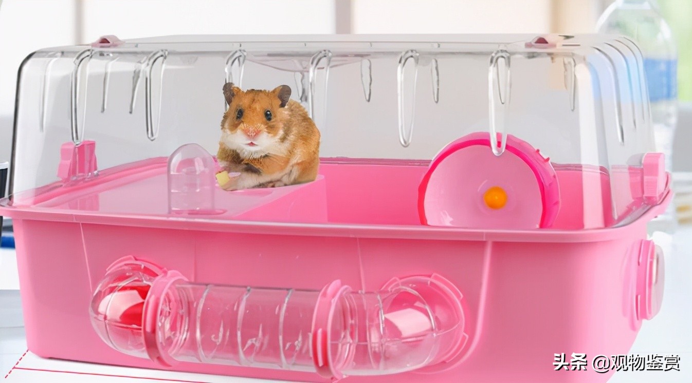 仓鼠用什么跑轮不卡脚,仓鼠不会玩跑轮还可以用什么训练