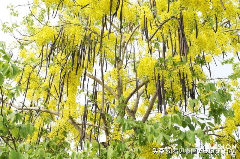 泰国泼水节的真实事件,泼水节泰国食物