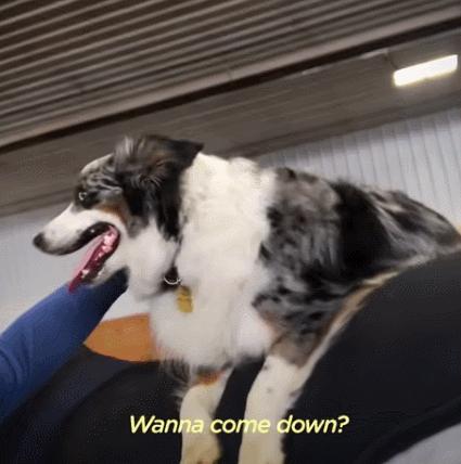 边牧和澳牧的混血狗狗,漂亮狗狗澳牧