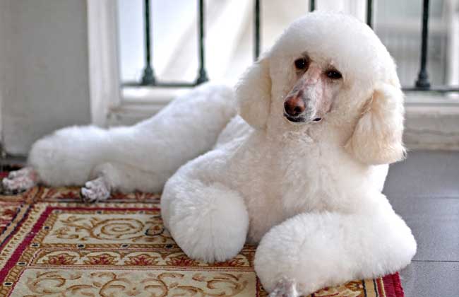 巨型贵宾犬怎么养最合适,养巨型贵宾犬怎样做犬舍