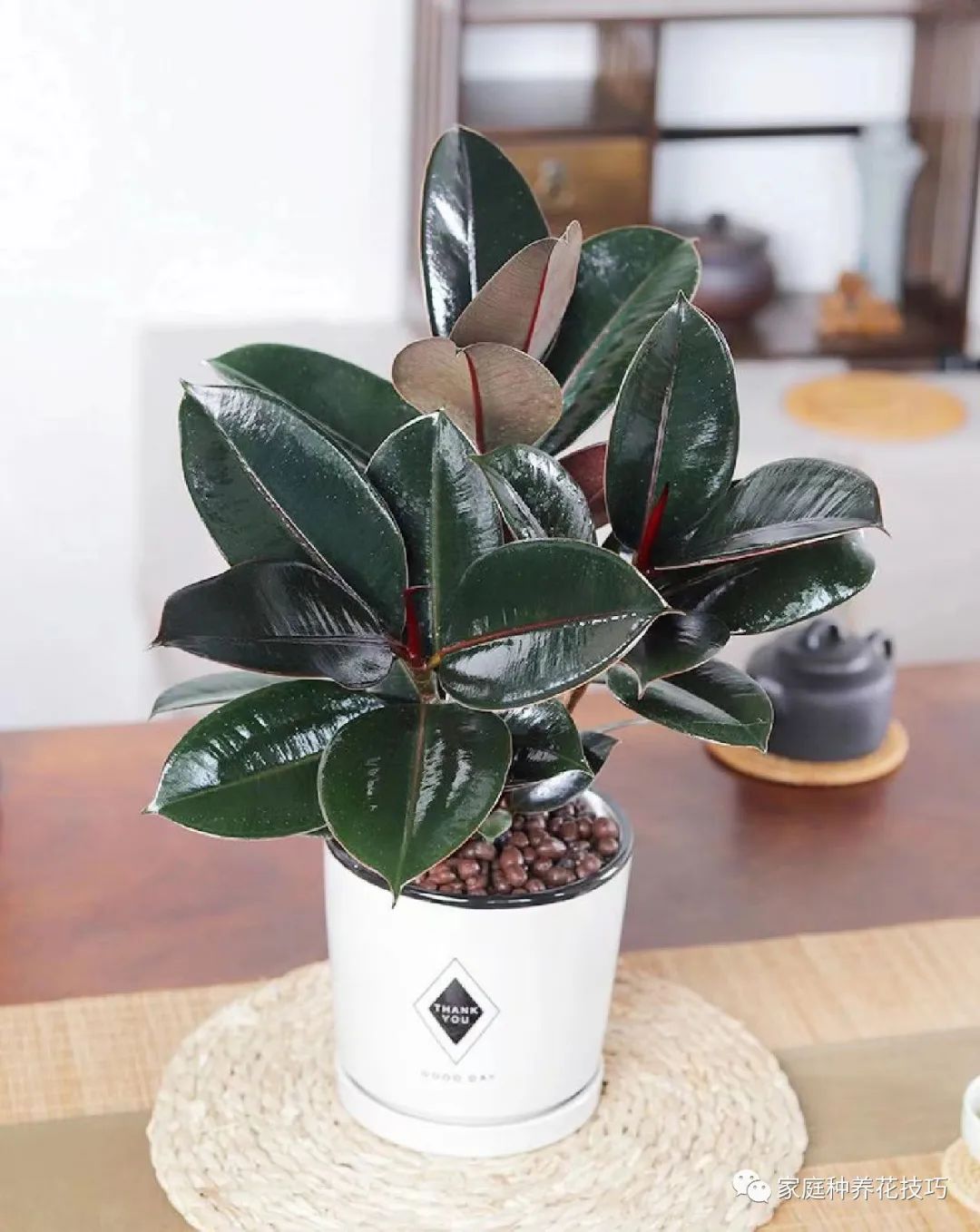 招财进宝植物的风水,寓意招财进宝的植物