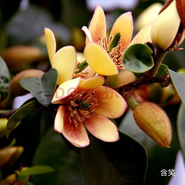 100种花草图片欣赏,50种花草图片大全