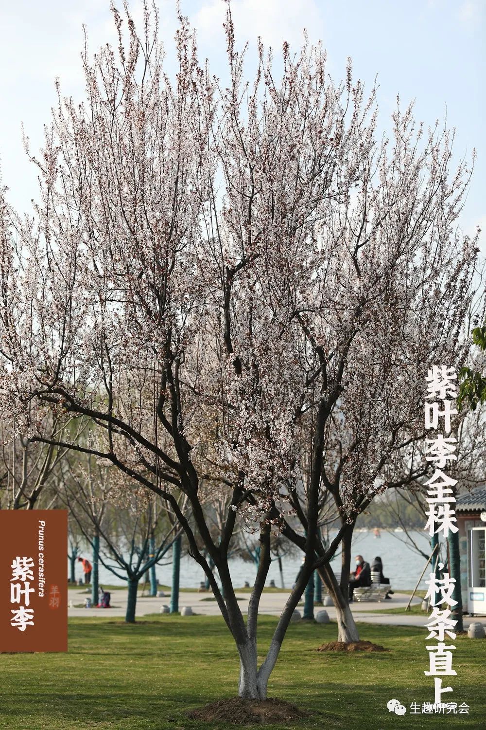 九种春花辨别,常见春花极简识别法