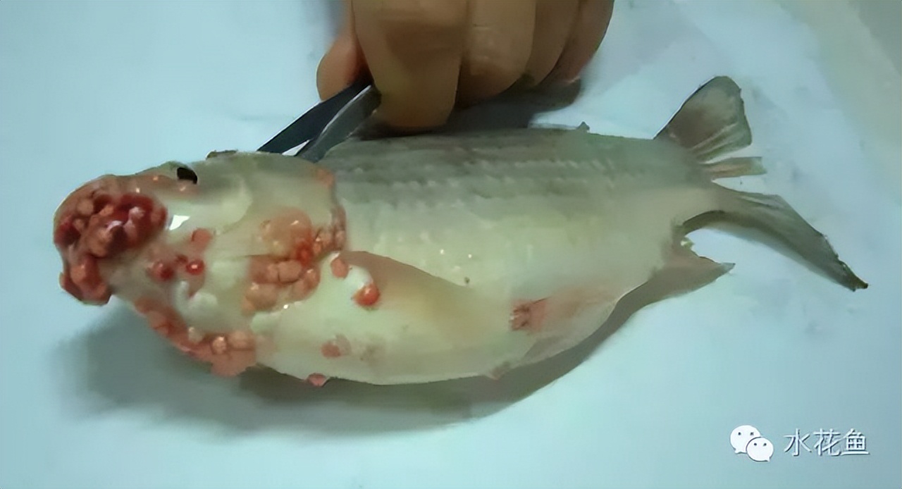 鱼身上长锚头鳋虫图片,锚头鳋孢子虫