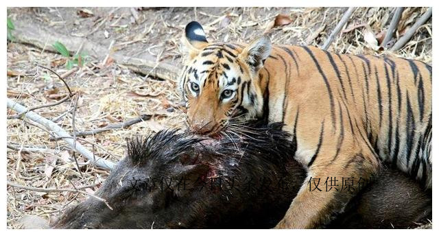为什么老虎不吃猪肉是有原因的,老虎为啥不喂猪肉