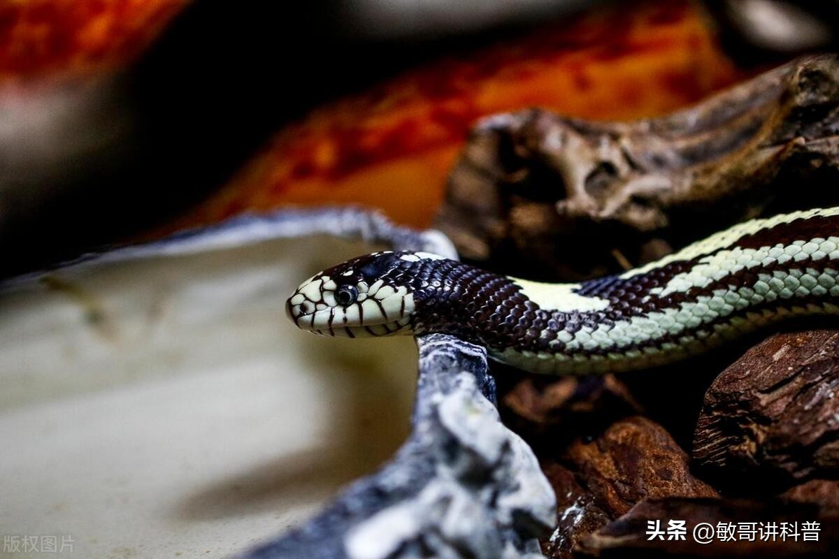 蛇的蜕皮是药吗,为什么蛇会脱皮增加寿命