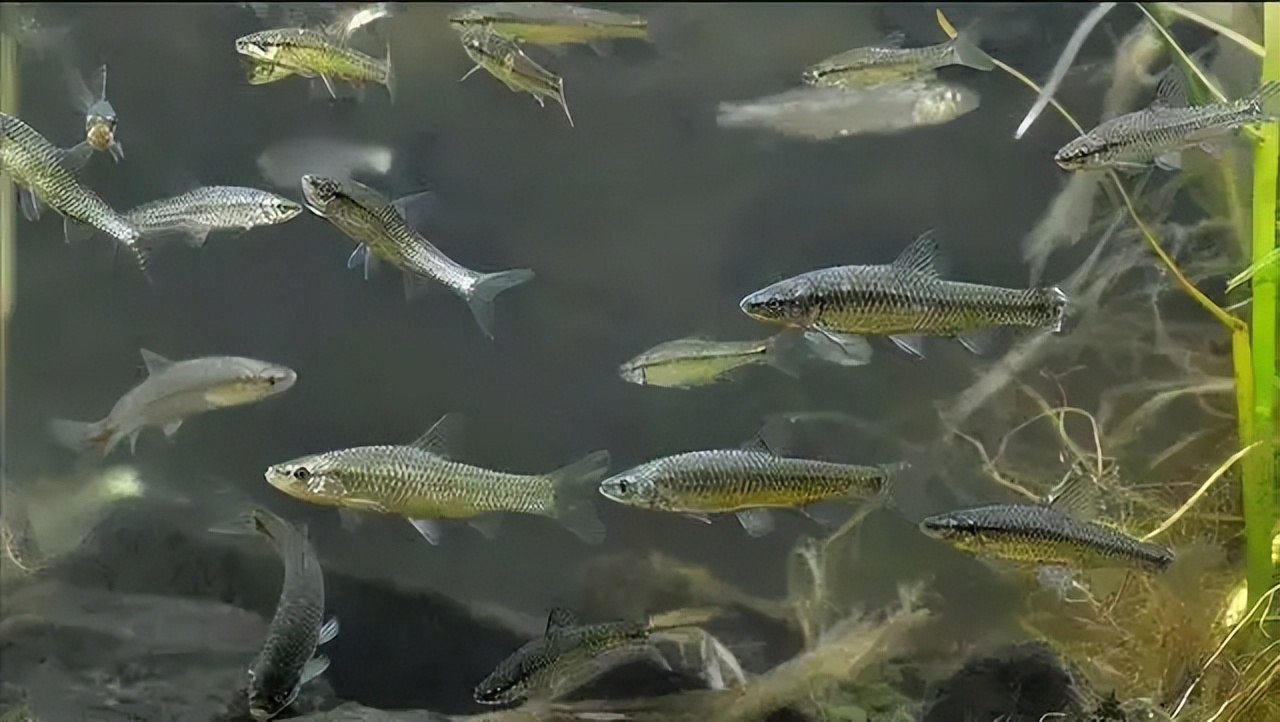 养鱼有哪些必须学会的技能和方法,养鱼的正确方法和感受