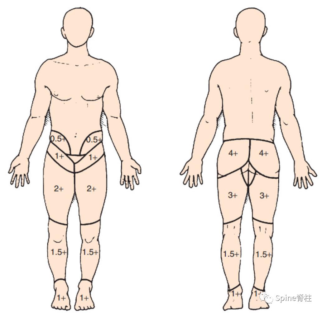 脊柱神经支配疼痛区域,脊柱神经支配的脏腑