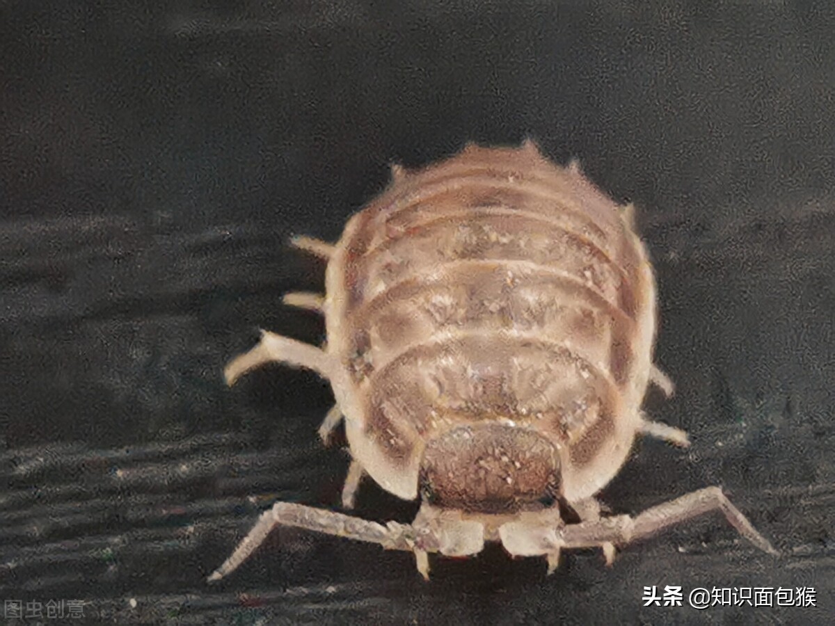 童年见过的虫子,小时候常见的虫子叫什么