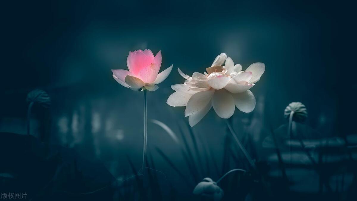 描写白色荷花的诗句古诗词,描写荷花的古诗词十首