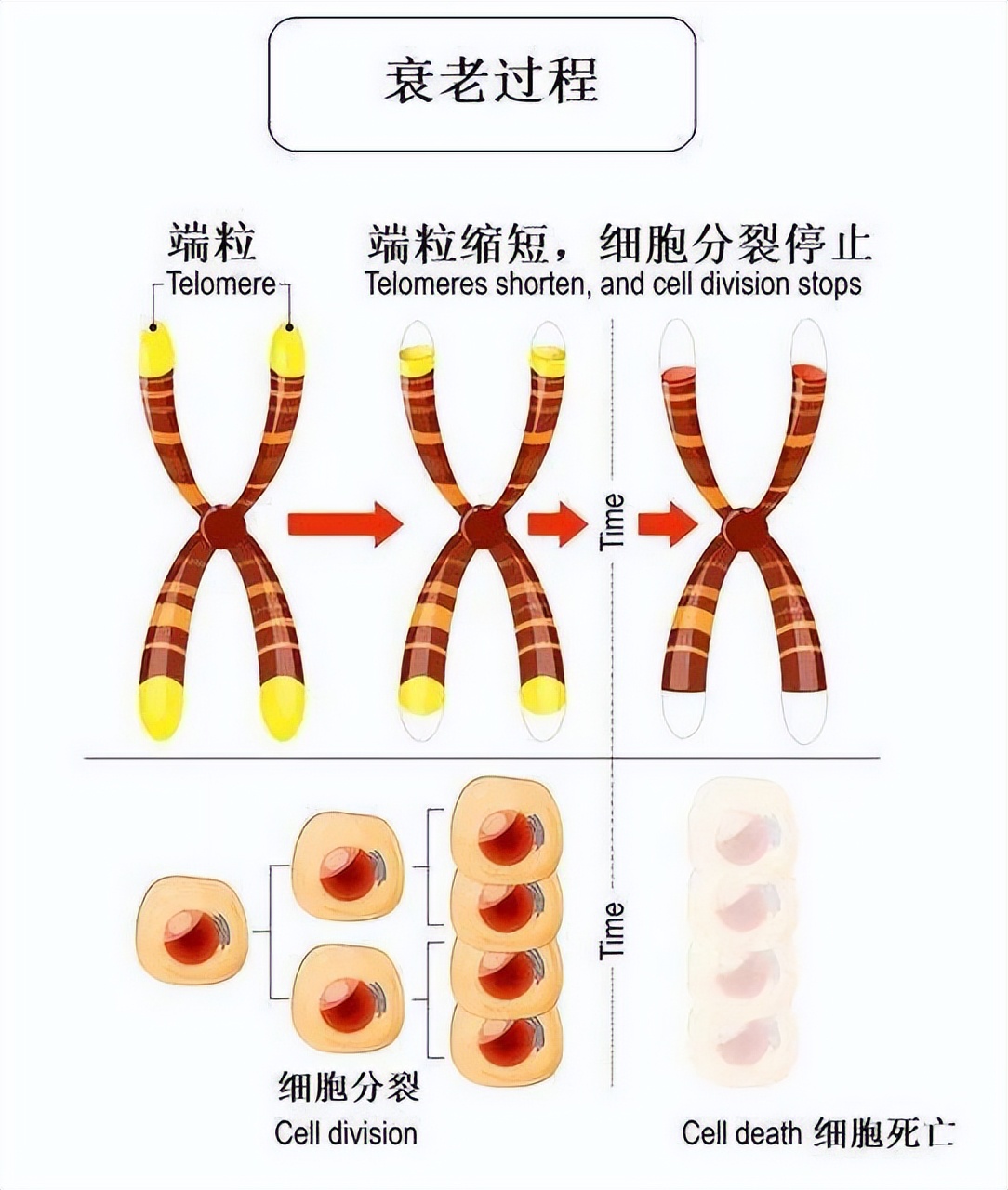 美国救活5个小时死亡的猪,美国科学家做的复活实验