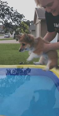 狗狗得了狂犬病征兆有哪些表现,狗狗大量喝水是狂犬病前兆吗