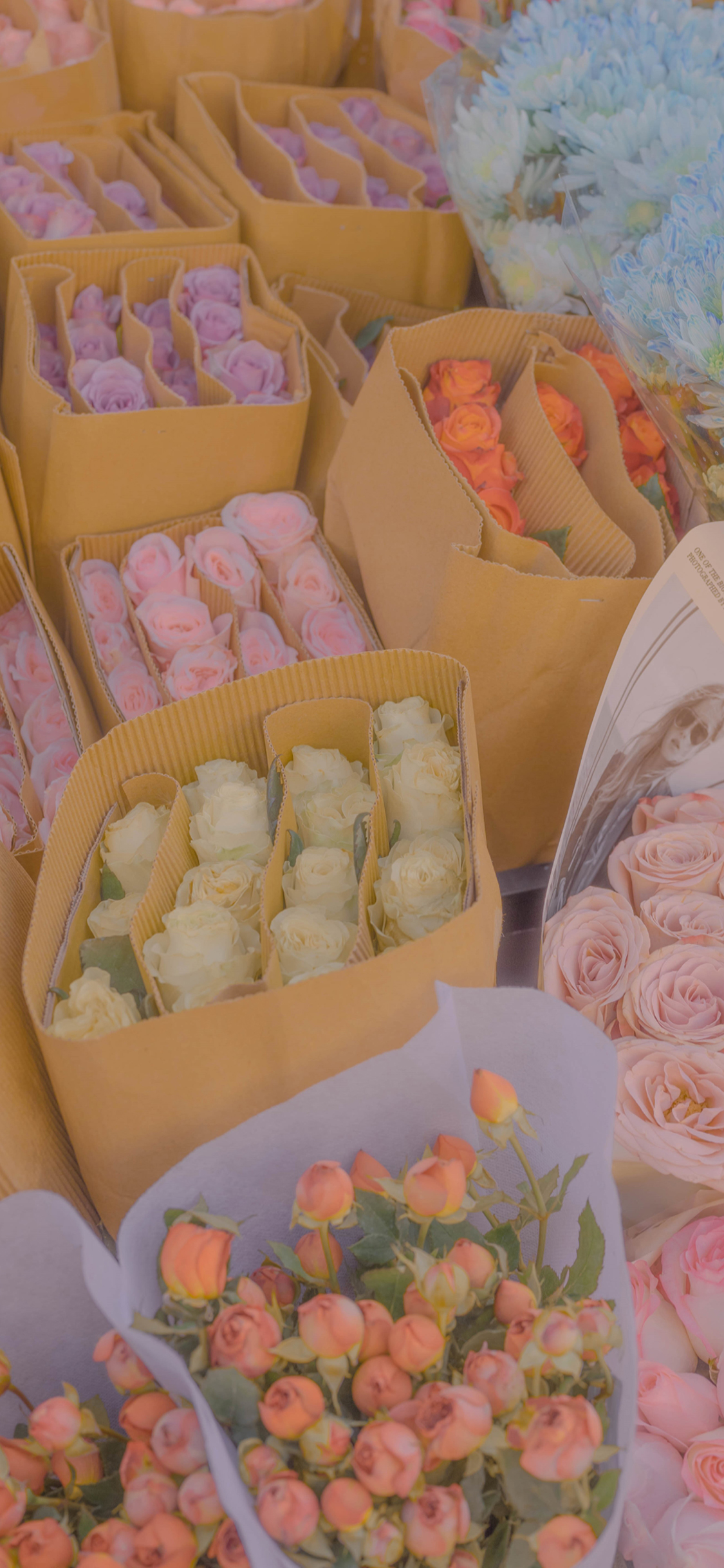 2023年手机壁纸,2023年最新款超清手机壁纸