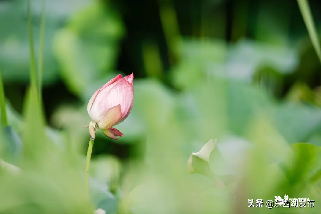 荷花开了夏天到了,荷花开了夏天又来了