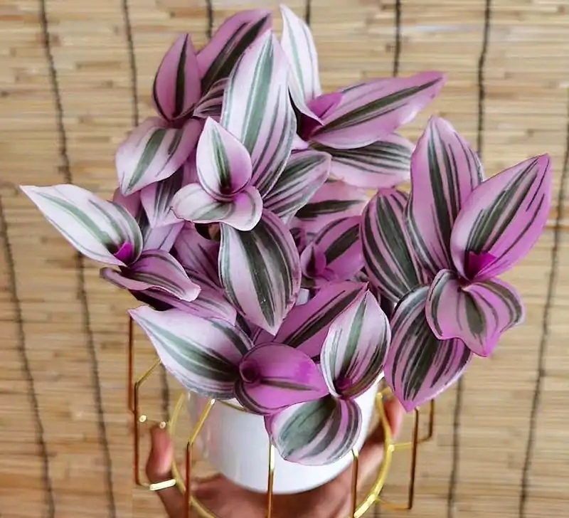 家居必备的几款高颜值中大型绿植,40款超治愈的家居绿植