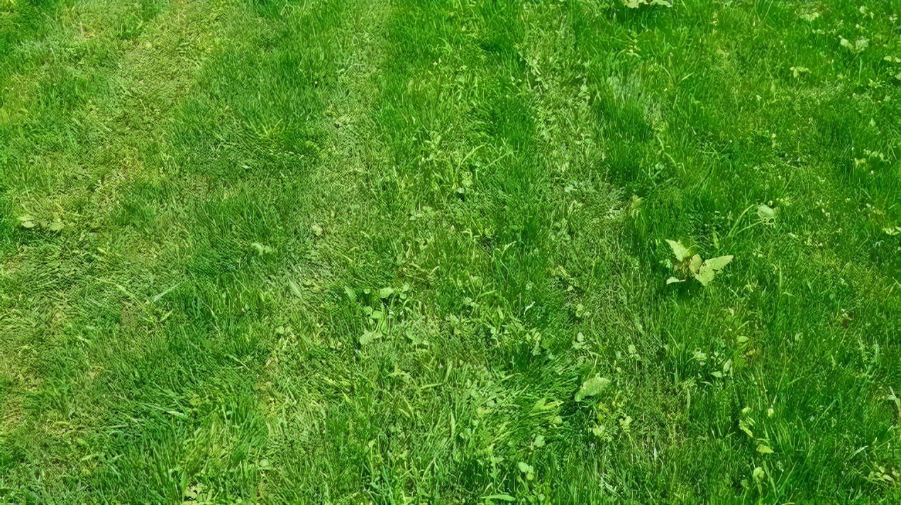 草坪阔叶杂草怎么防治,防治草坪杂草的方法