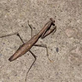 螳螂吃掉自己丈夫的头,螳螂为什么吃掉配偶螳螂吃蛇