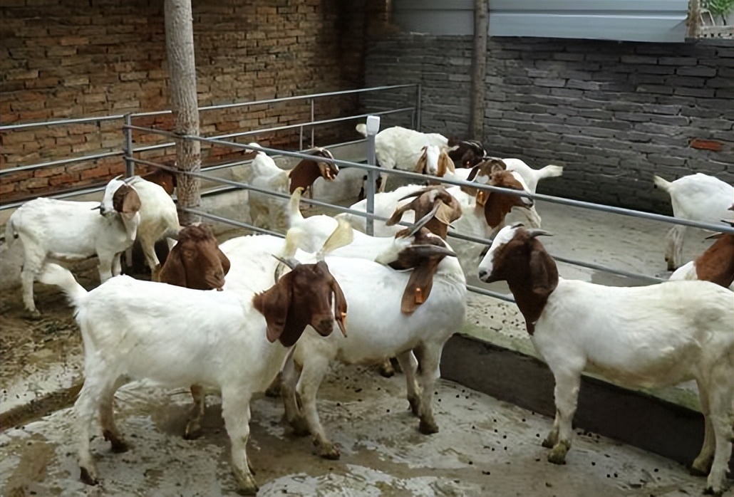 第一次养羊喂多少饲料合适,第一次养羊怎么选羊