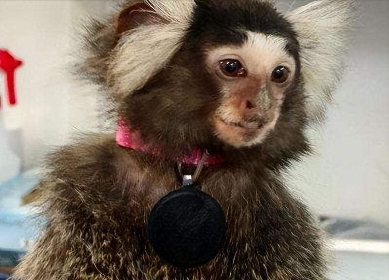 男人在路边意外捡到一只野猴子,男子捡到一只猴子带回家