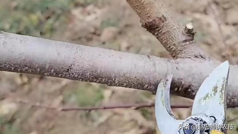 桃树修剪什么时候不留桩,桃树修剪不留桩能出来新芽吗