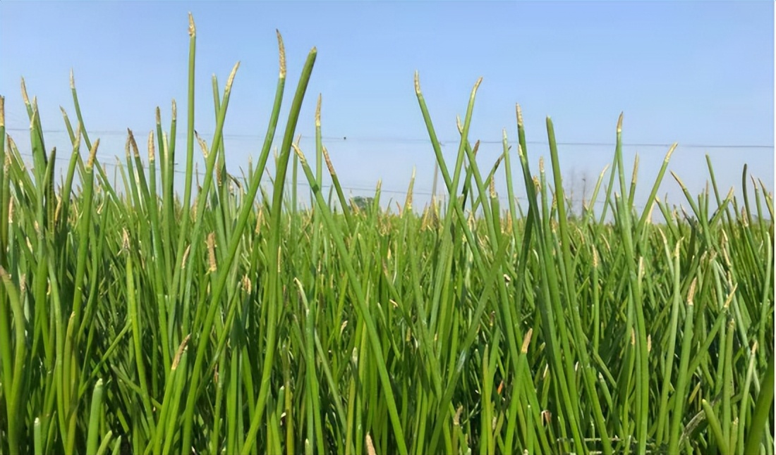 鏁ｆ枃鑽歌崰,缇庢枃蹇冮槄