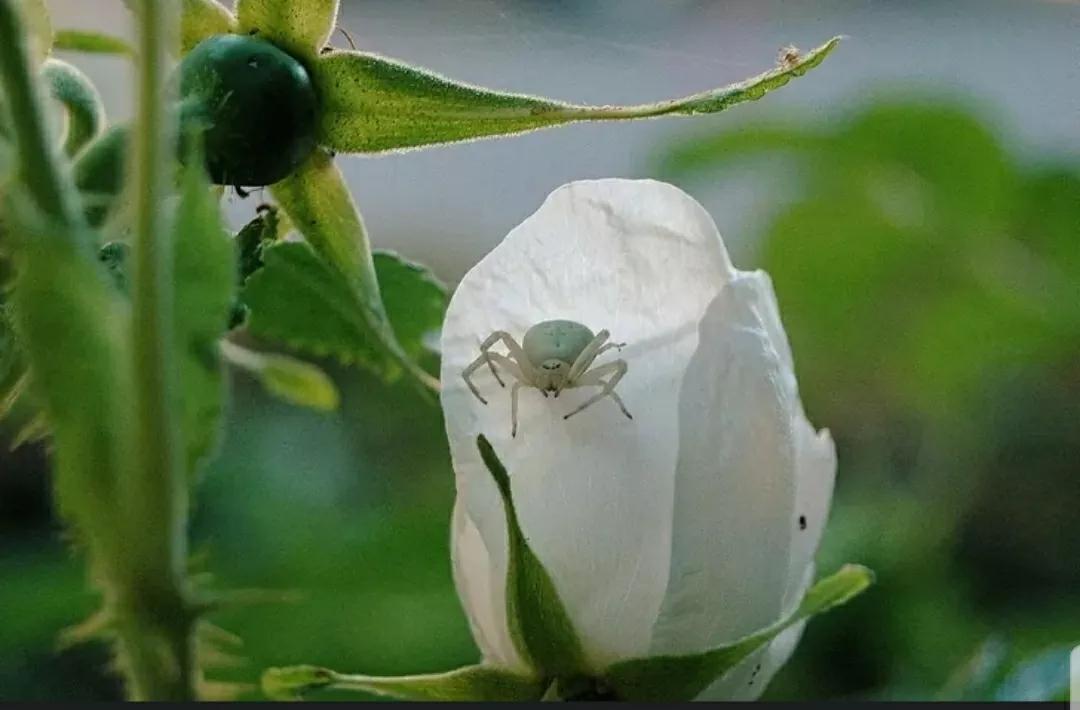 月季玫瑰蔷薇三姐妹的区别,月季蔷薇和玫瑰哪个更好看