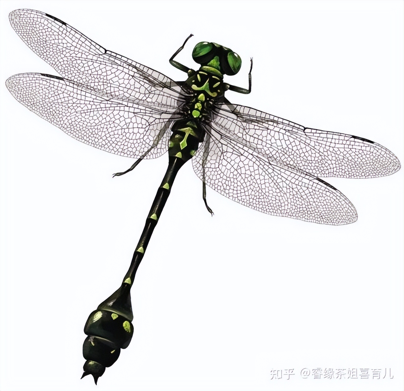 暑假作业出现昆虫类的题目,孩子看都不要看拒绝做这类题